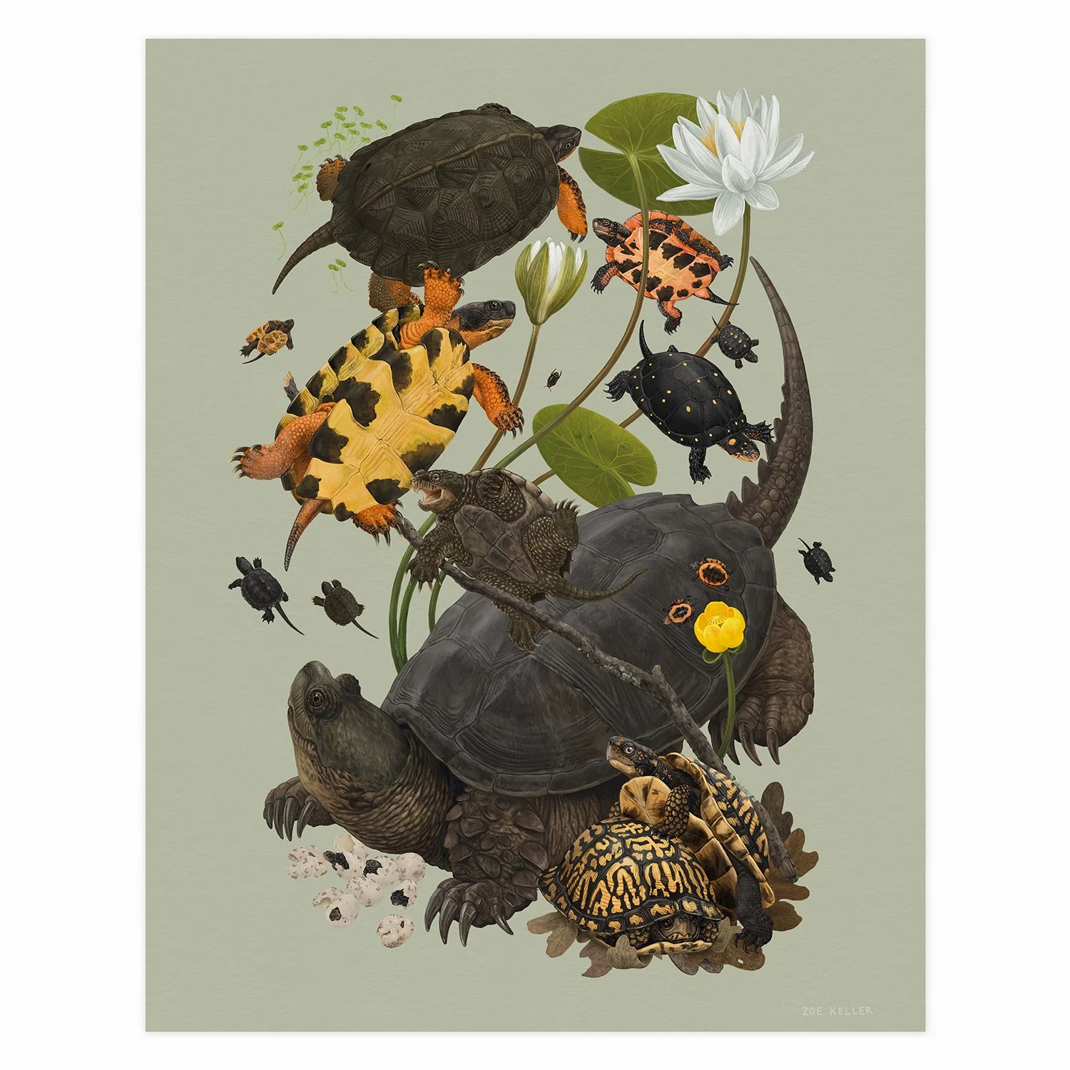 Store — Zoe Keller Nature Art